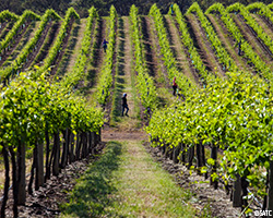 Seppeltsfield Winery