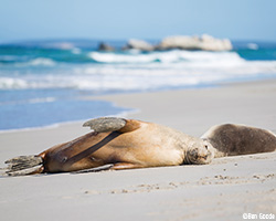 Seal Bay Conservation Park