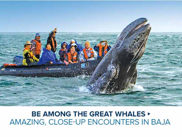 BE AMONG THE GREAT WHALES > Amazing, Close-Up Encounters in Baja