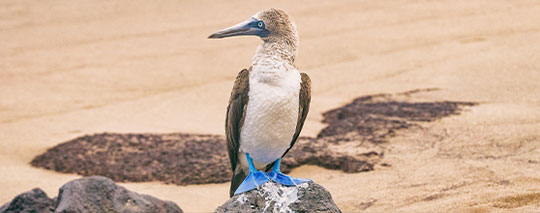 Native Bird Image