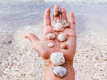 Celebrate NATIONAL SEASHELL DAY!