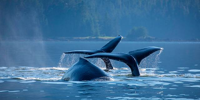 Two humpback whales tail slapping in the calm waters of Alaska's Chatham Strait, showcasing the region's rich marine life.