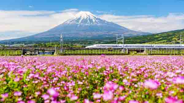 Mount Fuji and a view of flowers