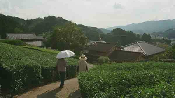 two people walking across a tea field