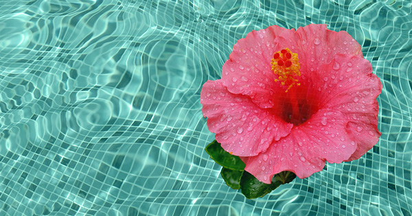 Flower floating in a pool