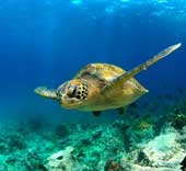 Galapagos