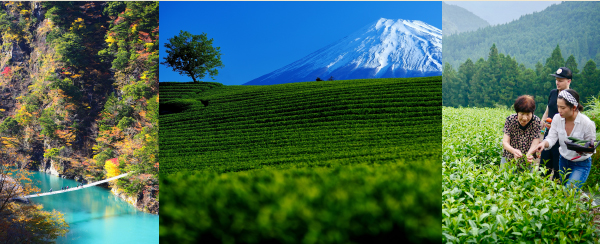 Explore Shizuoka Japan