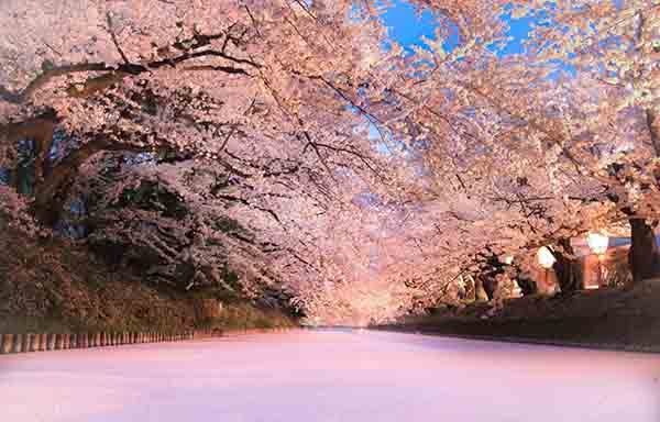 cherry blossom trees surrounding a path