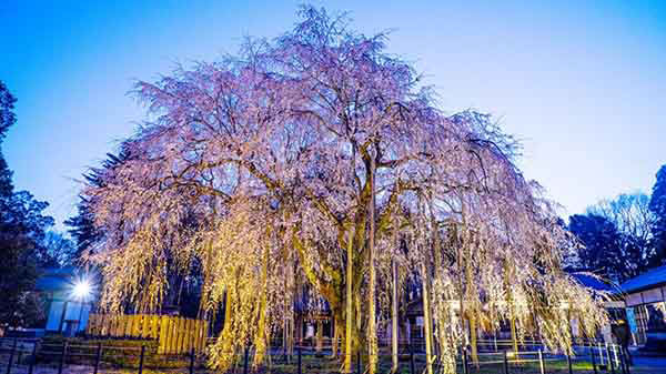 weeping cherry tree at Asuwa shrine